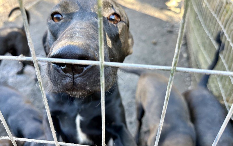 Mais de 100 animais em Gramado estÃ£o Ã  espera de um lar