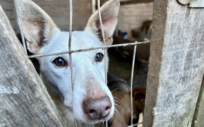 Mais de 100 animais em Gramado estÃ£o Ã  espera de um lar