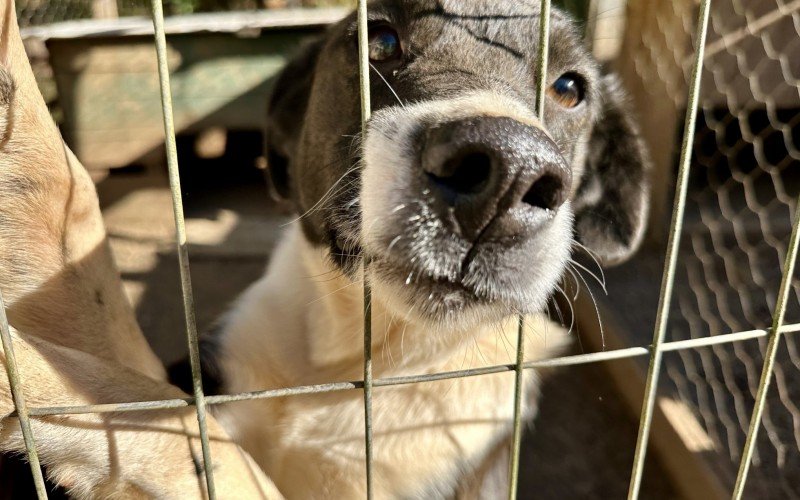 Mais de 100 animais em Gramado estÃ£o Ã  espera de um lar