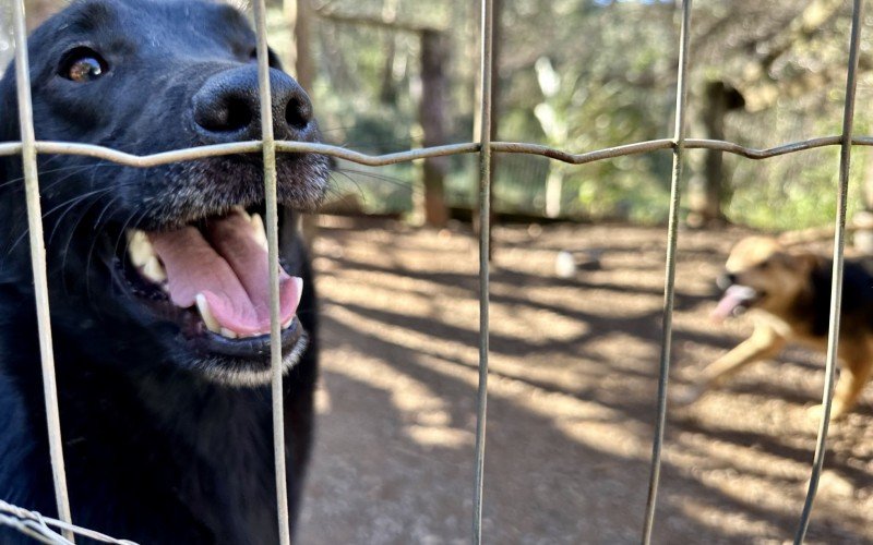 Mais de 100 animais em Gramado estÃ£o Ã  espera de um lar