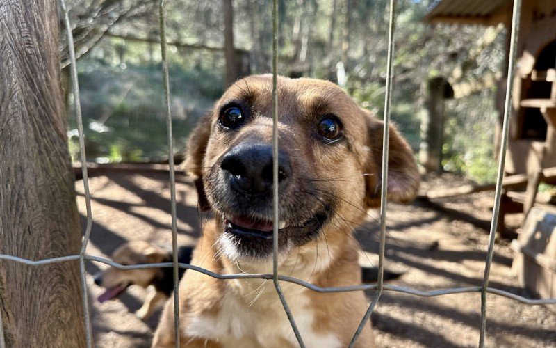 Mais de 100 animais em Gramado estÃ£o Ã  espera de um lar