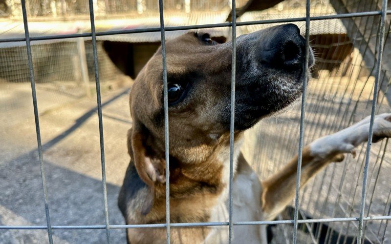 Mais de 100 animais em Gramado estÃ£o Ã  espera de um lar