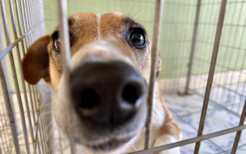 Mais de 100 animais em Gramado estÃ£o Ã  espera de um lar