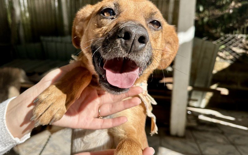 HÃ¡ animais de vÃ¡rios portes esperando uma nova casa