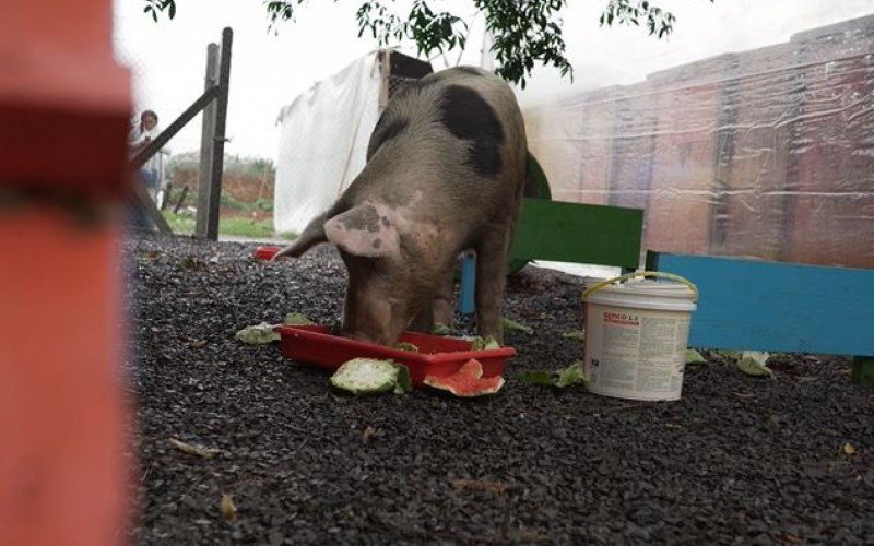 Animal foi resgatado há uma semana na Avenida Victor Barreto, em Canoas  | abc+