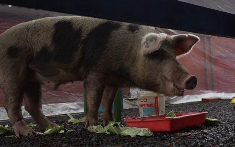 Porco está abrigado em local destinado para pets em Canoas | abc+