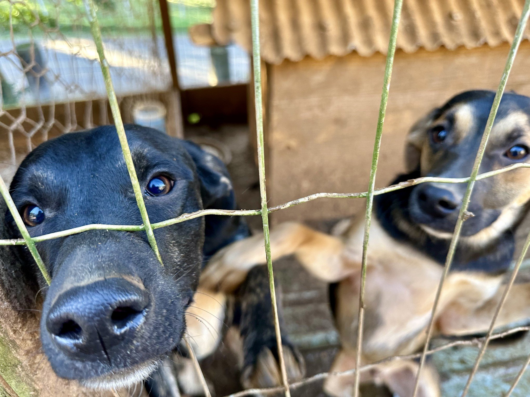 Mais de 100 animais em Gramado estão esperando por uma nova família