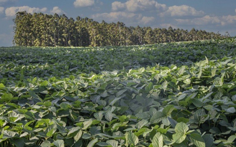 Plantações de todas as regiões do Rio Grande do Sul devem cumprir a medida estabelecida pelo Ministério da Agricultura | abc+