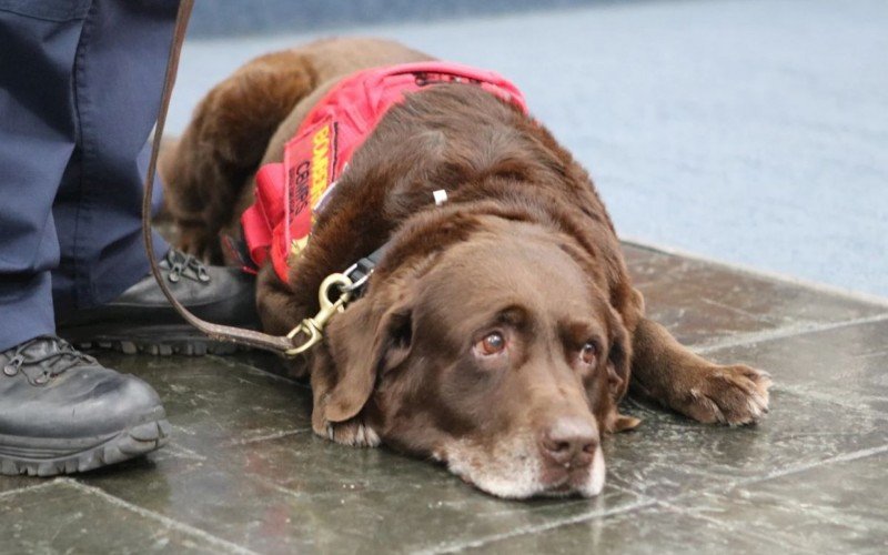 Cachorro Guapo é homenageado ao se aposentar do Corpo de Bombeiros no RS | abc+