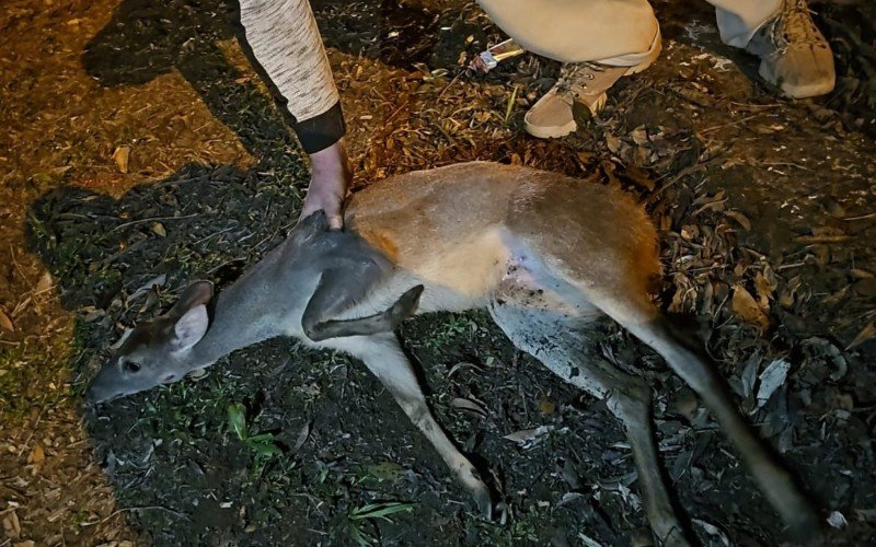 Fêmea da espécie Veado Catingueiro foi salva em via urbana de Gramado