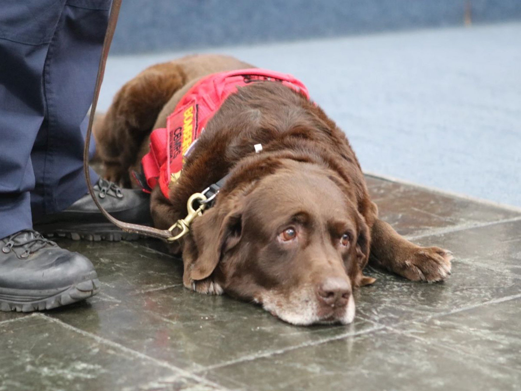 VÍDEO: Cachorro Guapo é homenageado ao se aposentar do Corpo de Bombeiros no RS