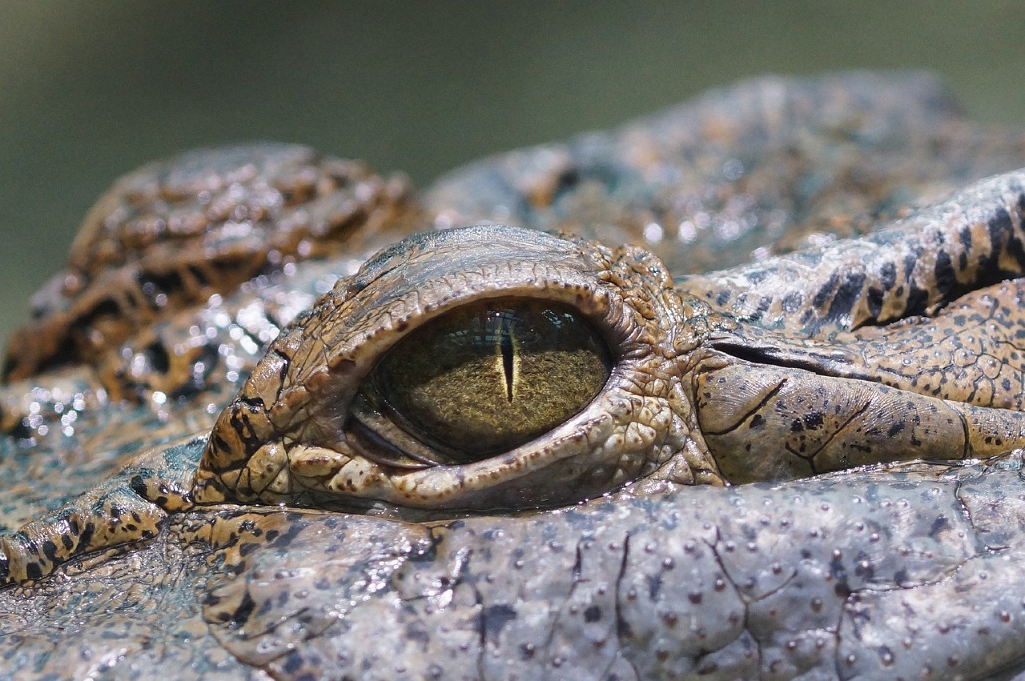 Desaparecimento de criança tem desfecho assustador e ligação com crocodilos