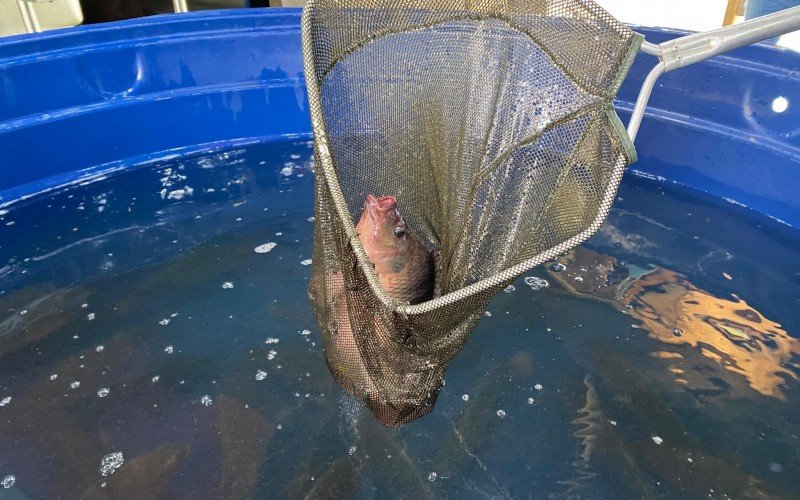 Feira do Peixe Vivo, em Gramado, ocorreu pela primeira vez no Expogramado