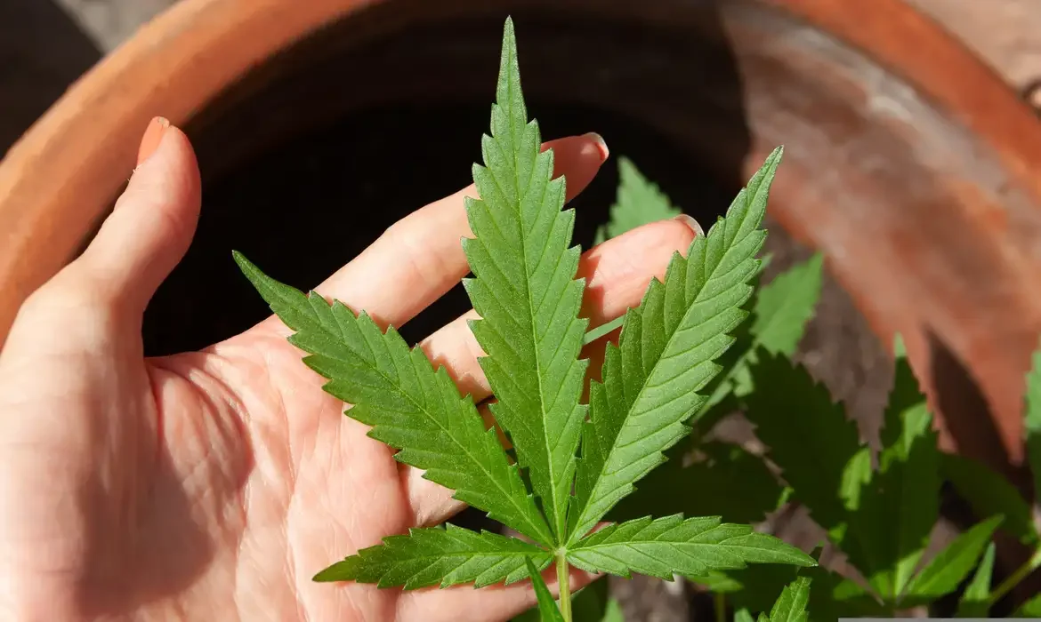 Decisão do STF sobre porte de maconha demanda novos procedimentos em casos de apreensão da droga; entenda
