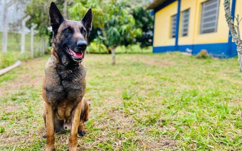 Pastor-belga-malinois Baruk esteve presente no atendimento a 42 ocorrências nos três anos e meio que esteve junto aos agentes da PRF 