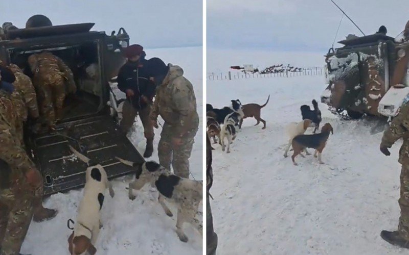 Vídeo mostra a felicidade dos cães ao serem resgatados na Argentina | abc+