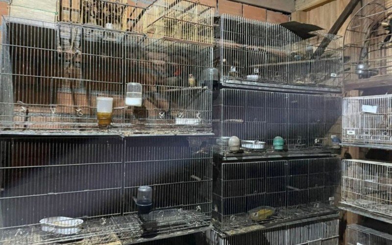 Grupo de SC traficava os animais entre Brasil, Argentina e Uruguai | abc+