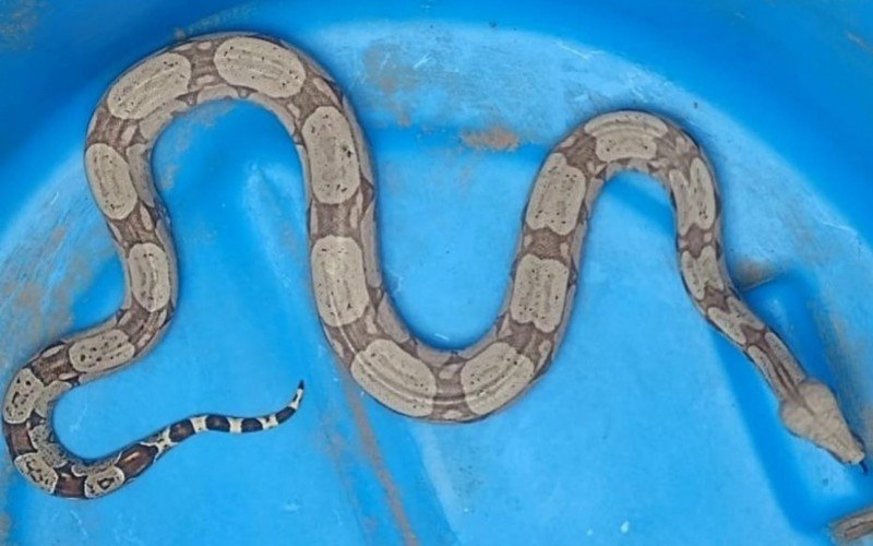 Serpente foi capturada em meio ao material de trabalho | abc+