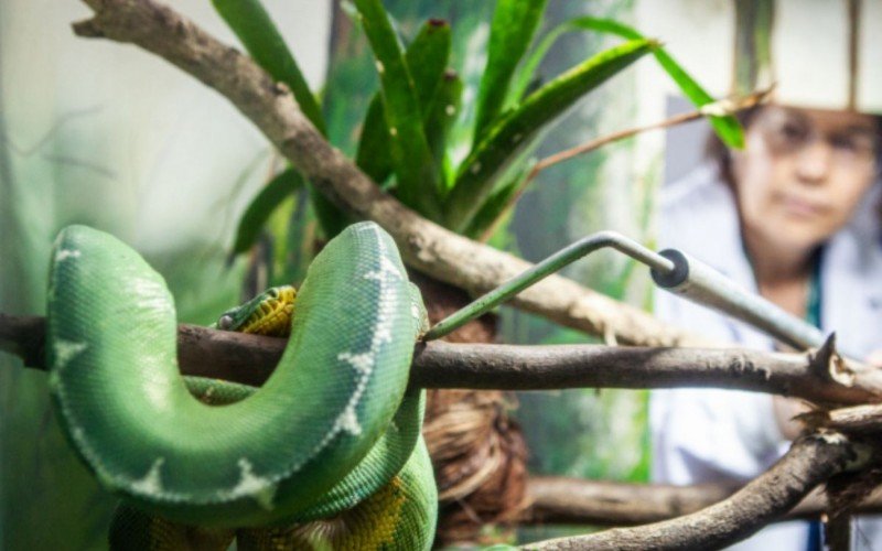 Cientistas brasileiras comprovam que cobra da Amazônia se alimenta de aves | abc+