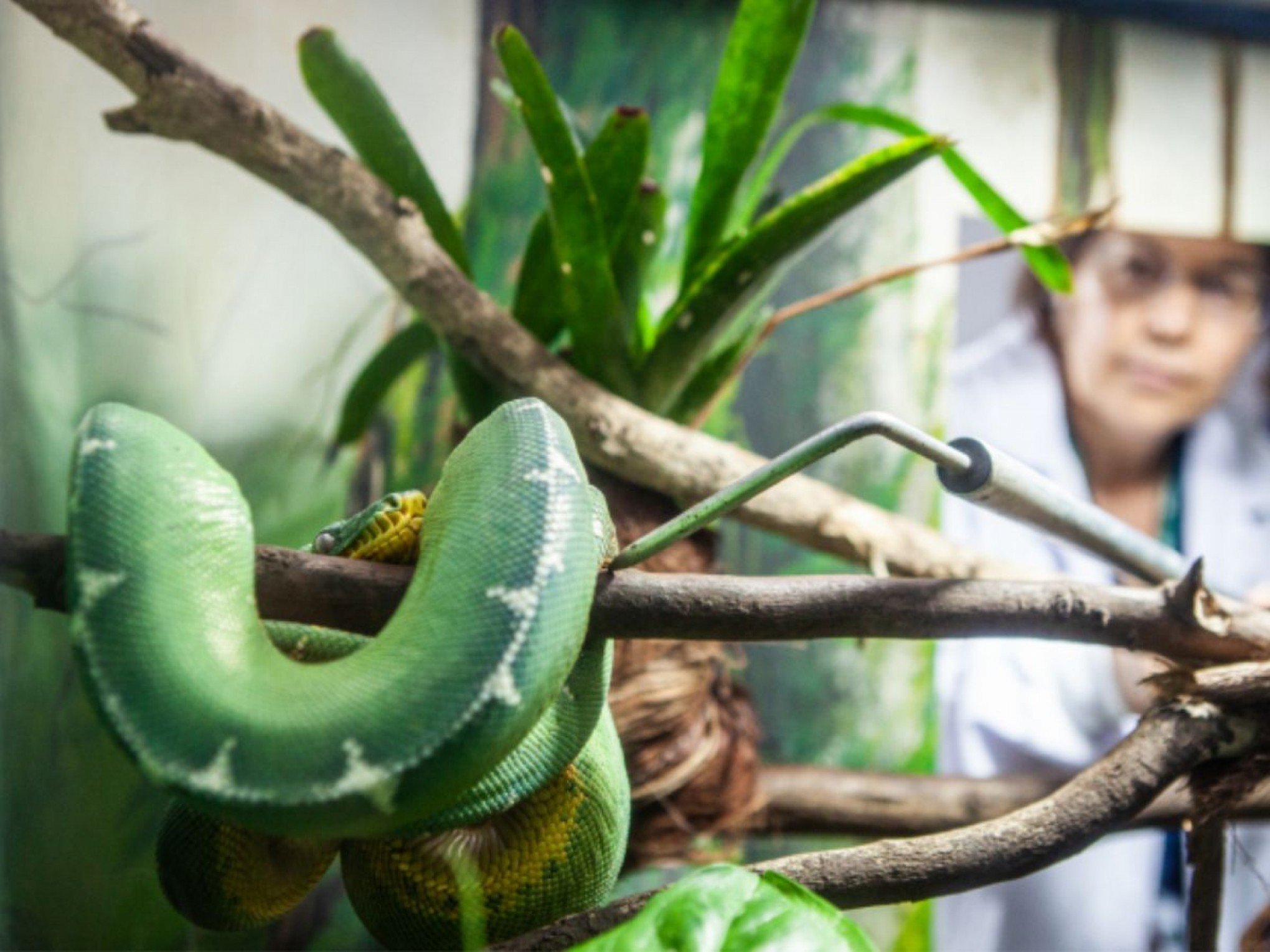 Cientistas brasileiras comprovam que cobra da Amazônia se alimenta de aves