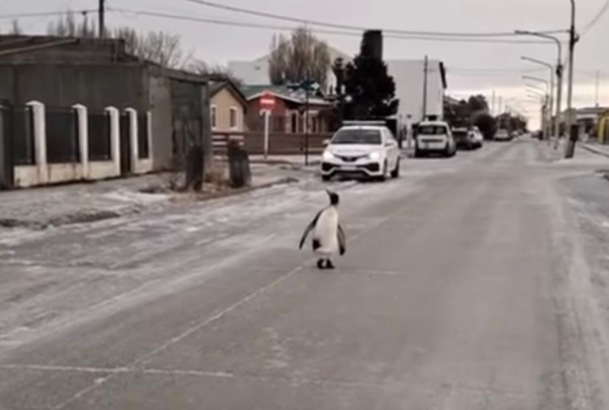 Frio extremo atrai pinguim para passeio em via urbana; veja vídeo