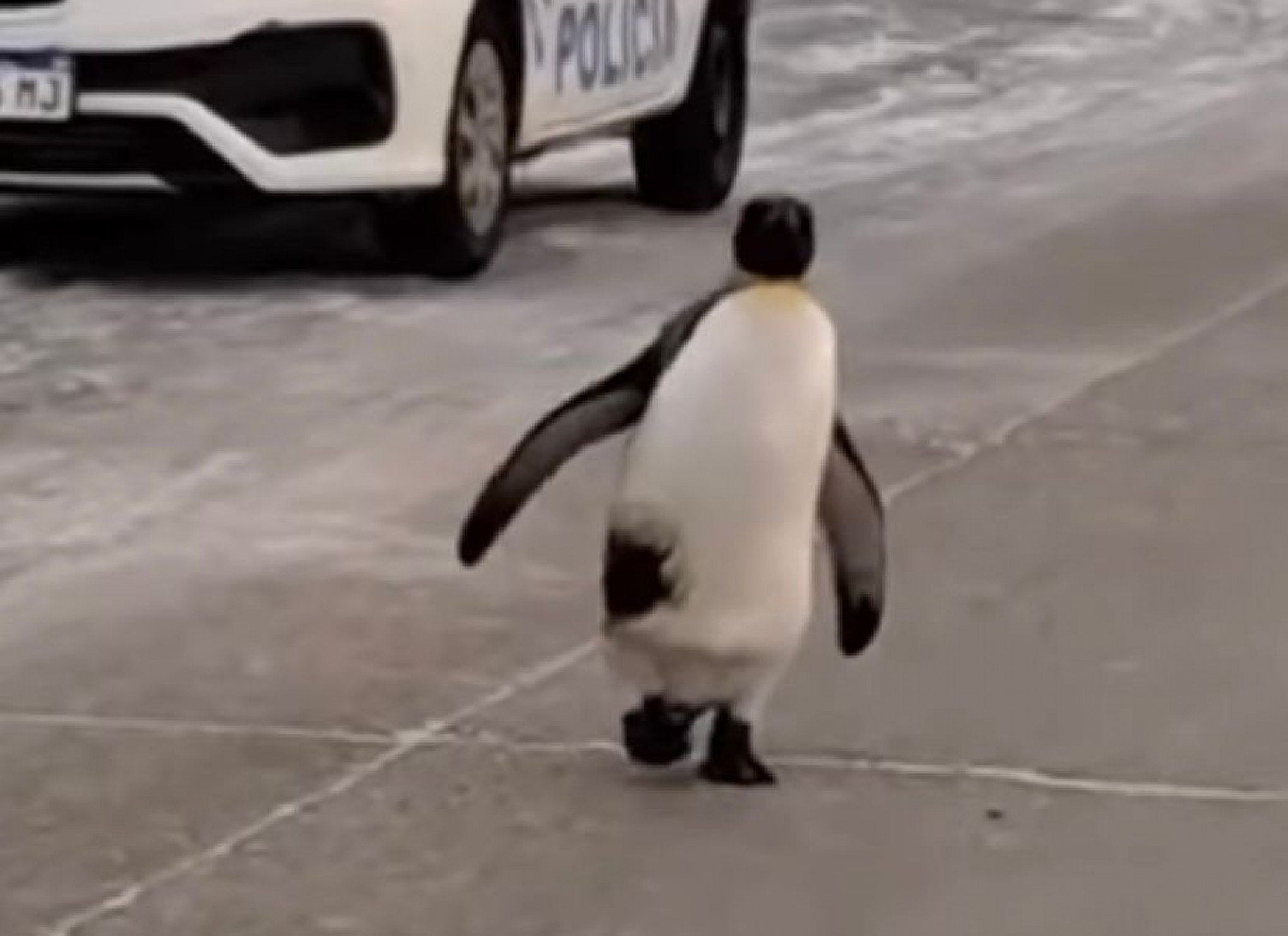 Pinguim é flagrado andando pelas ruas de Rio Grande, na Patagônia