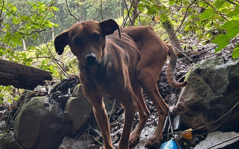 Animais já morreram por falta de alimentos | abc+