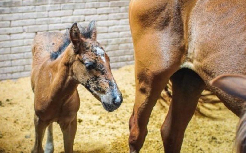 Cavalos resgatados ficam no abrigo da EPTC | abc+