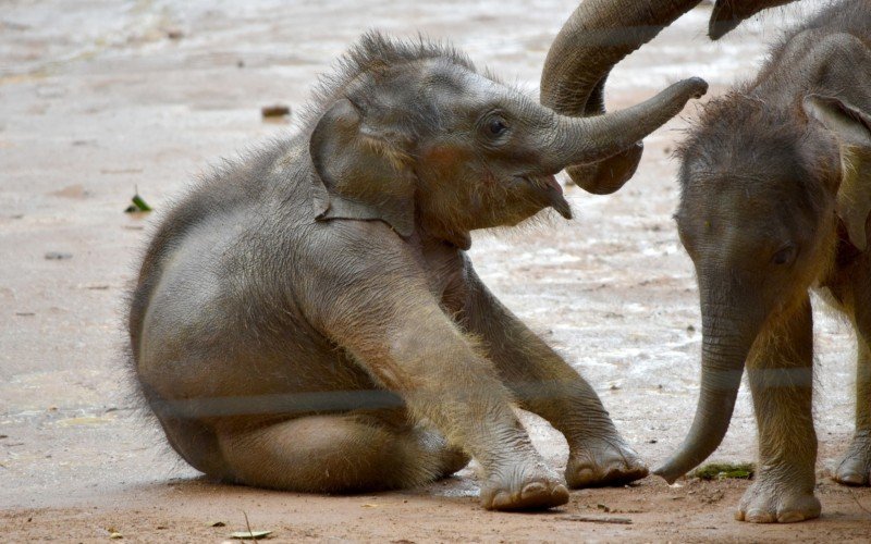 Bebê elefante sentado | abc+