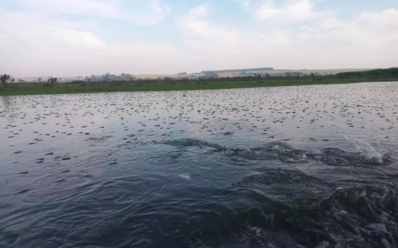 Toneladas de peixes mortos foram encontrados no mini Pantanal, em São Paulo  | abc+