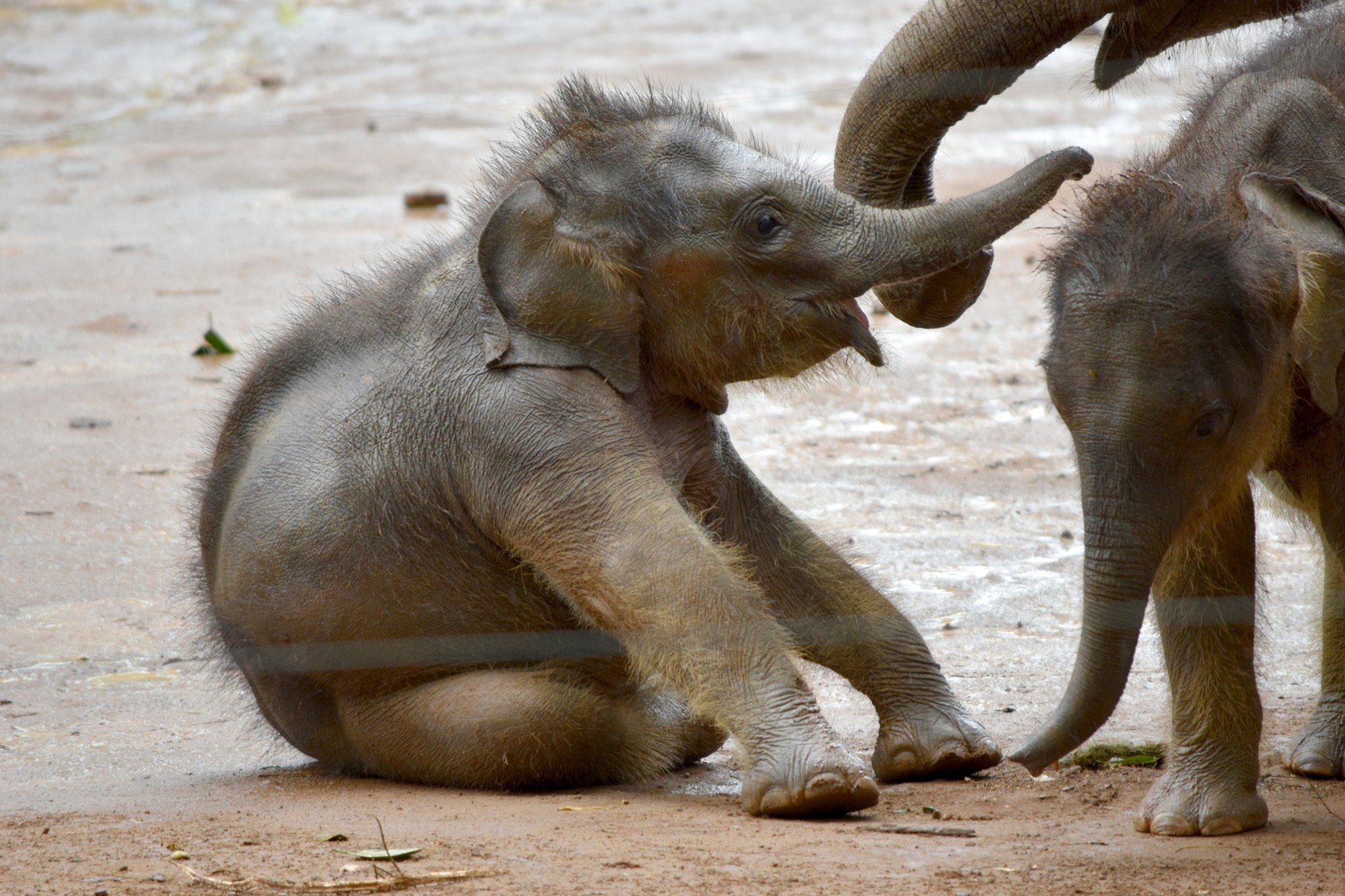Bebês elefantes: a infância dos gigantes gentis