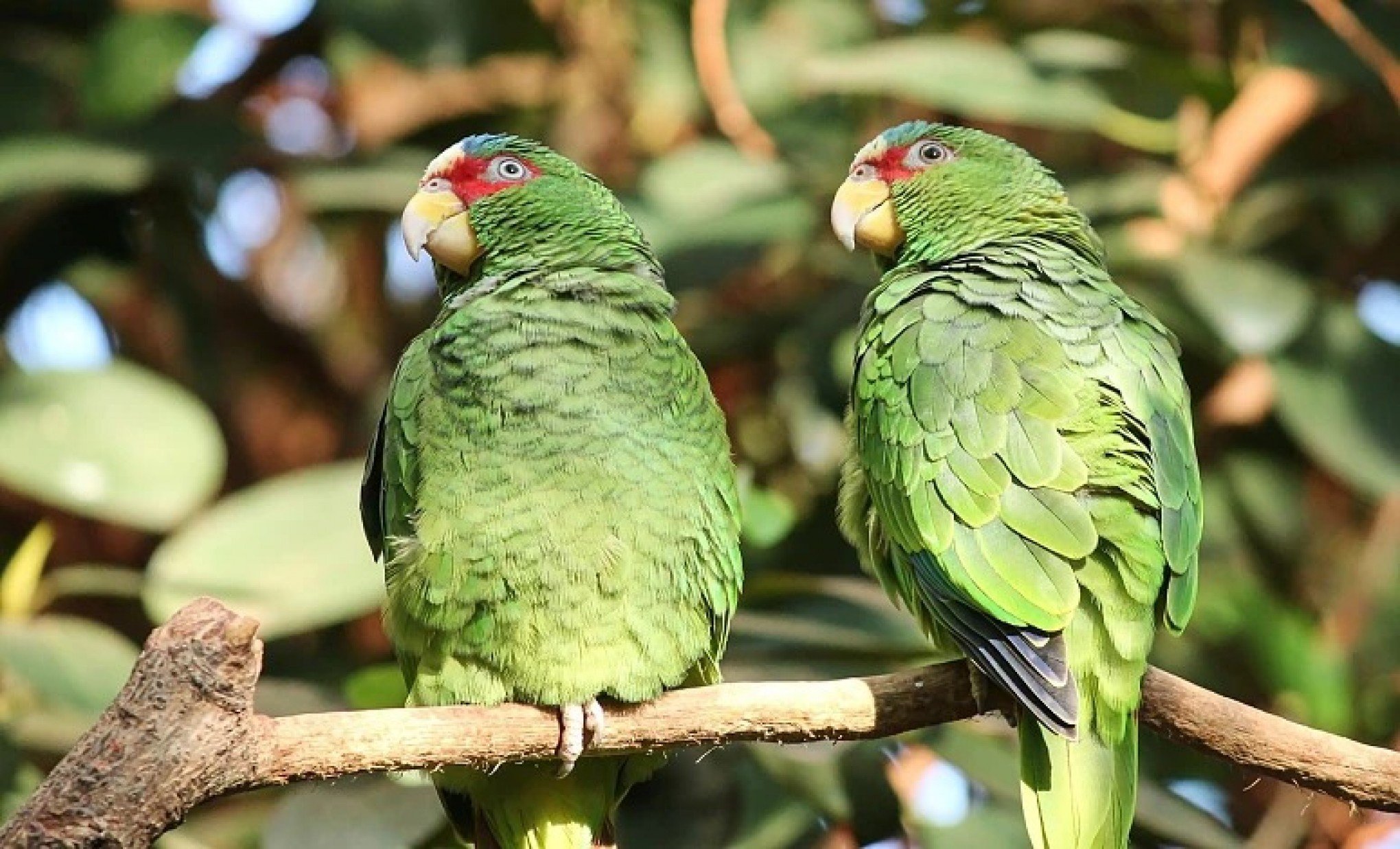 Província da Argentina convive com invasão de papagaios e risco para doença grave