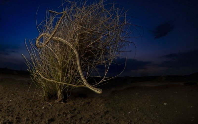 Beleza do Deserto é a ganhadora na categoria de Vida Selvagem Terrestre | abc+