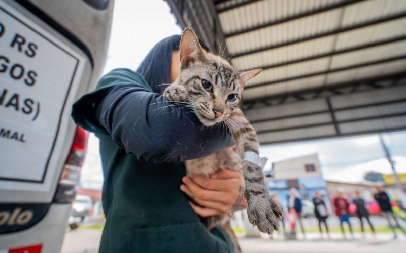 Mutirão de castrações de cães e gatos realiza 100 procedimentos no bairro Santo Inácio