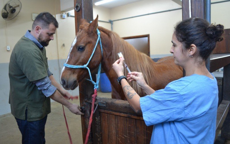 Equino apresenta boas condições de saúde