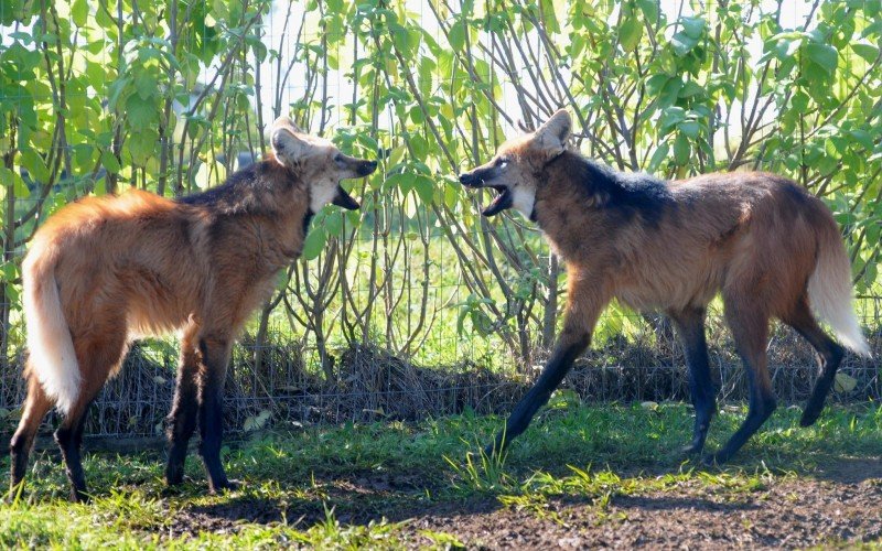 Macho de lobo-guará chega ao Gramadozoo para formar casal