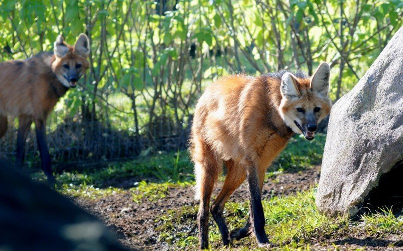 Macho de lobo-guará chega ao Gramadozoo para formar casal