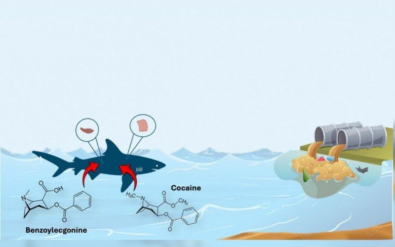 Estudo observou que não apenas há cocaína no mar, como no sistema metabólico de tubarões | abc+
