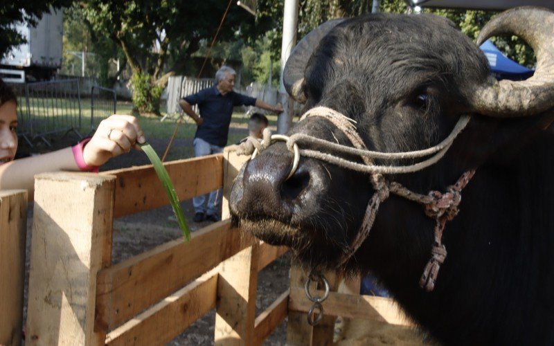 Setor de animais é o grande atrativo para as crianças | abc+