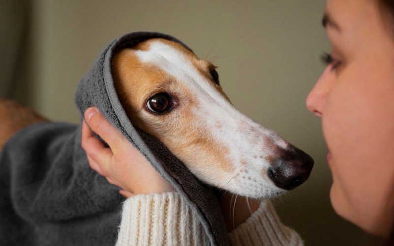 Estudo mostra que cães ficam tristes quando sentem humanos estressados | abc+