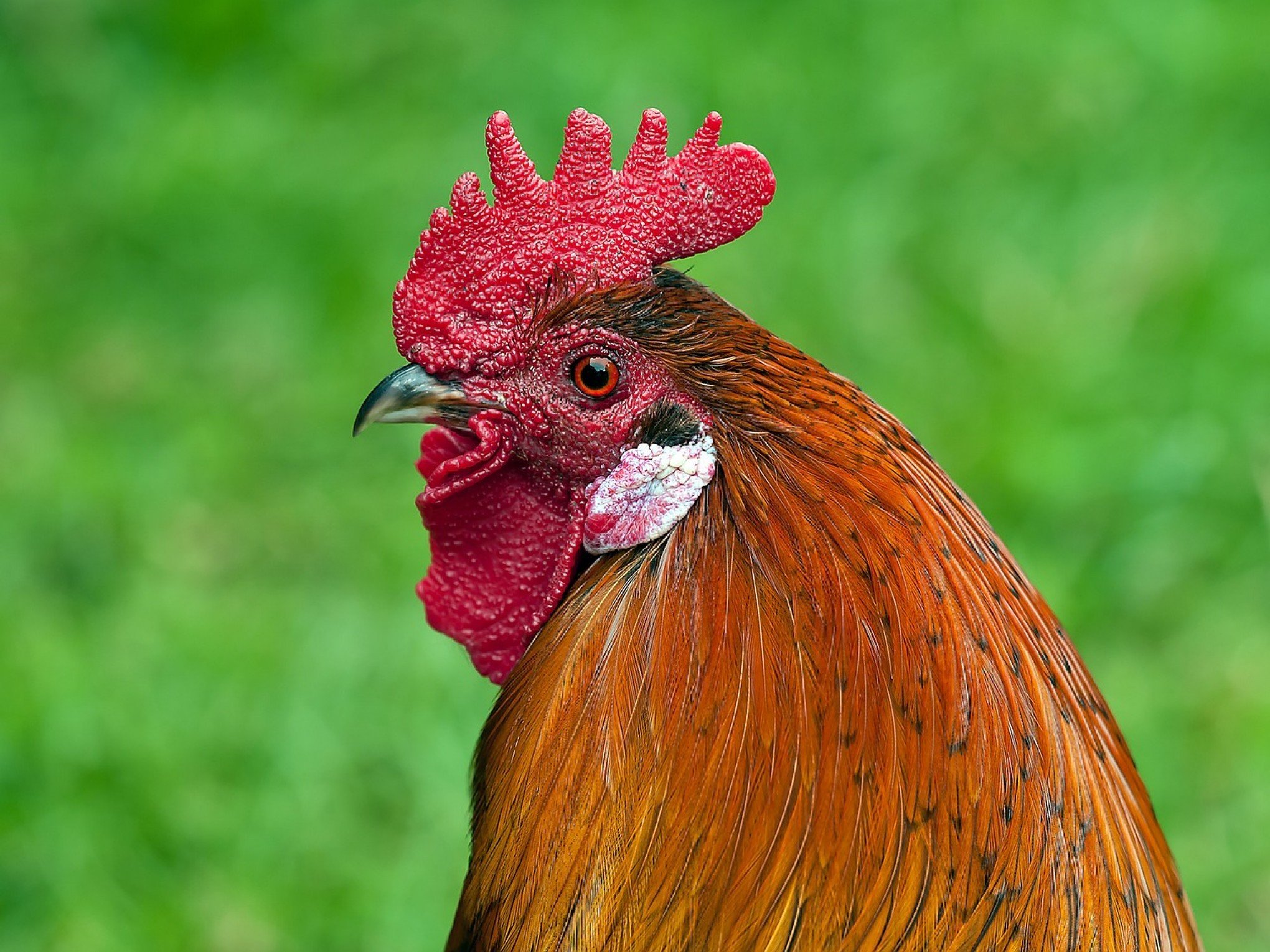 DOENÇA DE NEWCASTLE: Suspensão preventiva de exportação de frango diminui; saiba mais