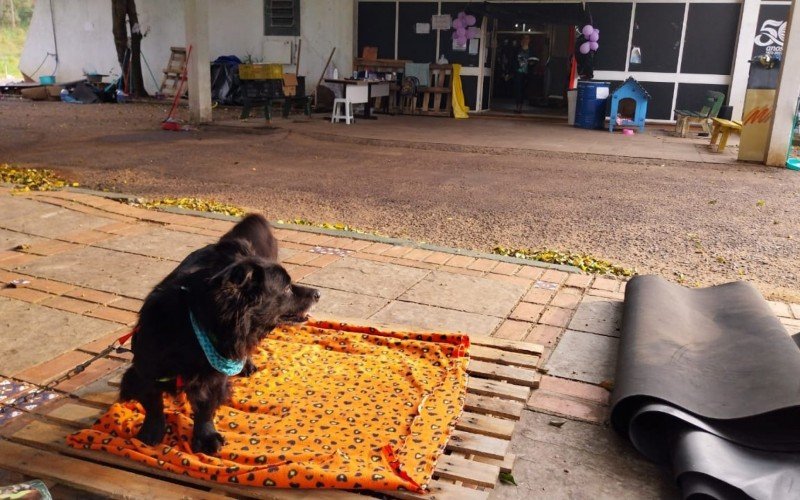 Animais resgatados da enchente que seguem no Hotel da Fenac | abc+