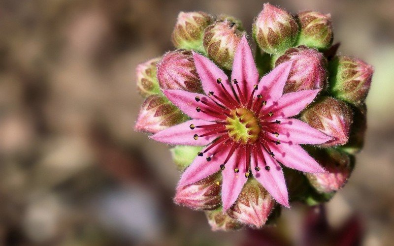 Sempervivum é uma suculenta | abc+