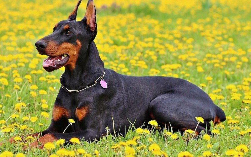 Cachorro Dobermann | abc+