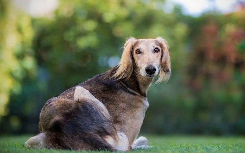 Raça Saluki é proveniente do Oriente Médio | abc+