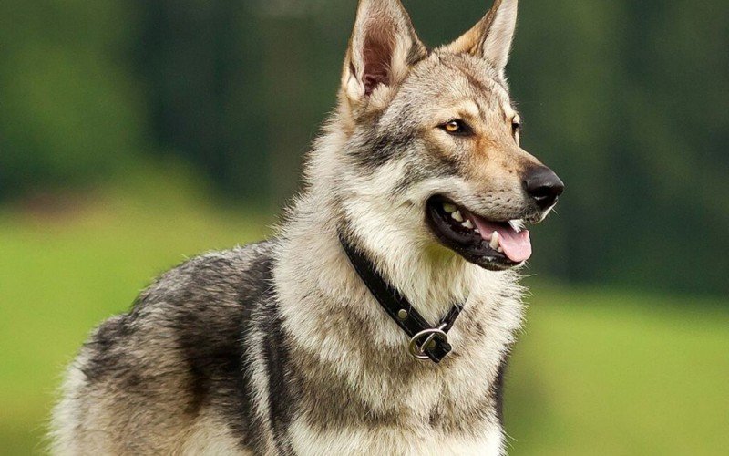 Cão lobo tchecoslovaco é resultado do cruzamento de uma loba com um cão | abc+