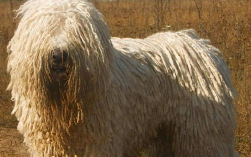 Komondor é grande e reconhecido pela pelagem felpuda e longa | abc+