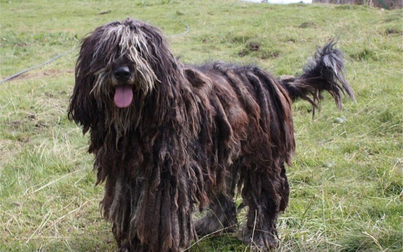 Pastor bergamasco tem origem nas montanhas da Pérsia | abc+