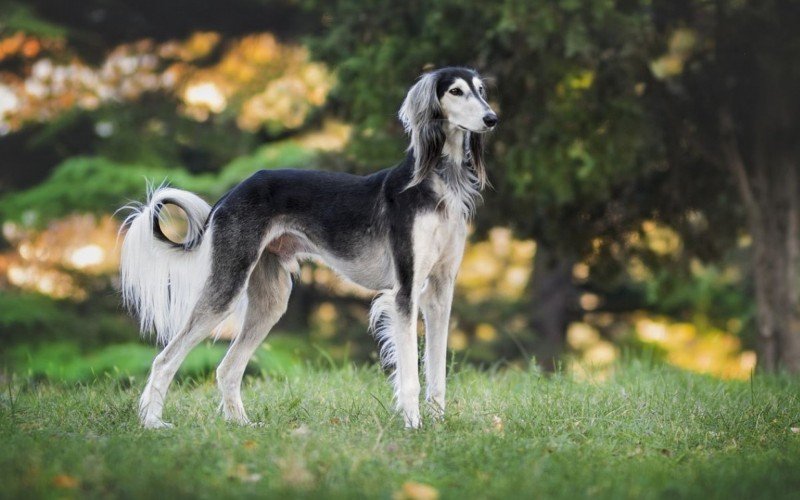 Salukis são cachorros esguios e estão na lista dos exóticos | abc+