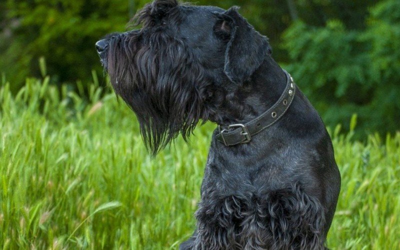 Schnauzer gigante é um cão de porte atlético e pode pesar até 47 kg | abc+